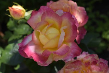 Floribunda, Rose, asil gül