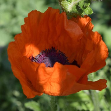 yaz aylarında kırmızı haşhaş