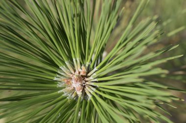 Çam dalı detayı. çam iğnesi yakın