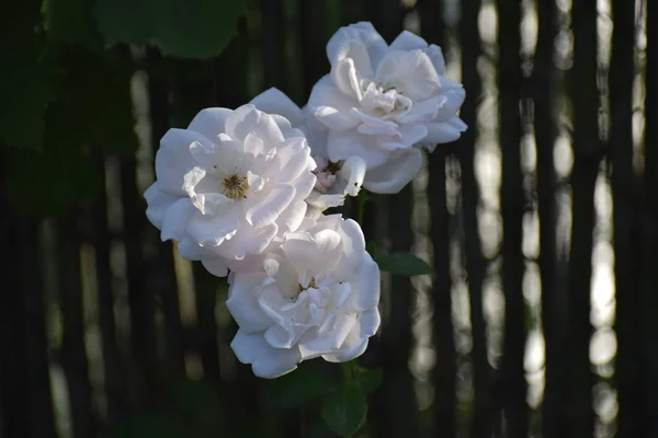 하얀 장미 가 정원에서 — 스톡 사진