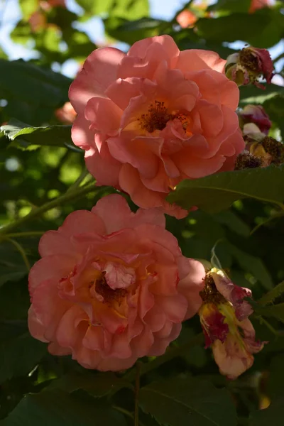 Bush rosa ros på en suddig mörkgrön löv bakgrund i trädgården — Stockfoto