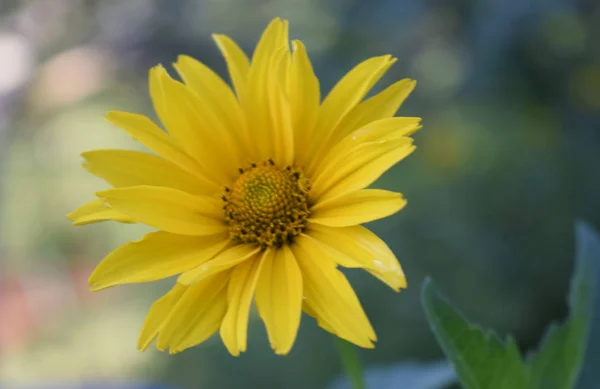 Flor de margarita amarilla sobre el fondo verde del jardín. Enfoque suave . — Foto de Stock