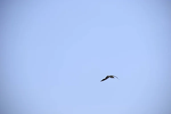 Seagull v modrém nebi letící nad mořem. — Stock fotografie