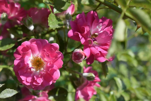 Rosa rosor i trädgården — Stockfoto