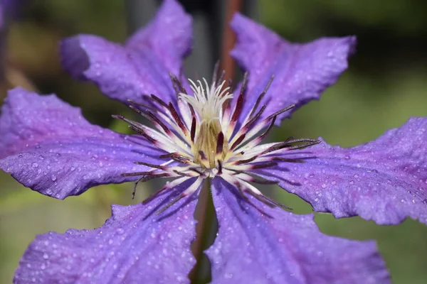 Una flor de clematis púrpura, clematis viticella florece —  Fotos de Stock