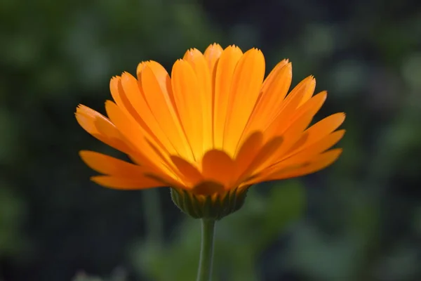 Gyönyörű Calendula a kertben. Narancssárga körömvirág virágok. — Stock Fotó
