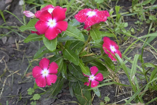 庭のピンクのペチュニアの花のグループ。カラフルなペチュニア(ペチュニアハイブリッド)の花 — ストック写真