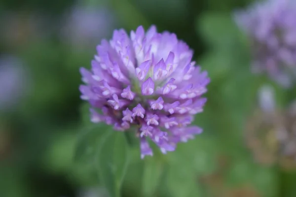 Clover or trefoil flower medicinal herbs — Stock Photo, Image