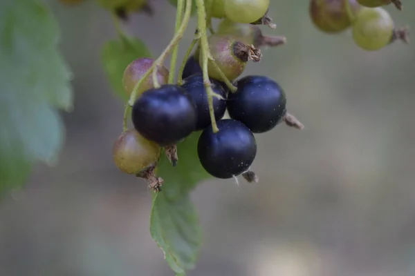 Svarta vinbär på bush grenen. — Stockfoto