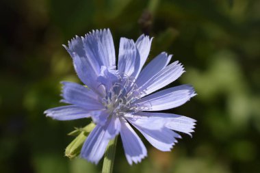 Ortak Hindiba veya Cichorium intybus çiçek çiçekleri