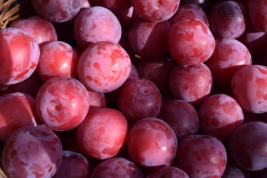 Olgun sulu erik yakın çekim. Bahçede kırmızı erik.