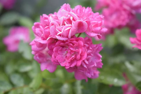 Wet pink roses with drops of dew. Outdoor background — Stock Photo, Image