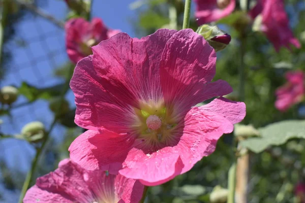 Grandes flores delicadas rosa e vermelho de malva em flor — Fotografia de Stock