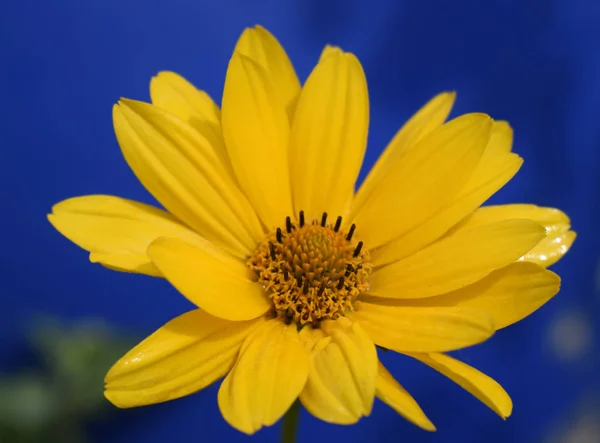 깊은 푸른 배경에 노란색 데이지 꽃 ( 근시 ). — 스톡 사진