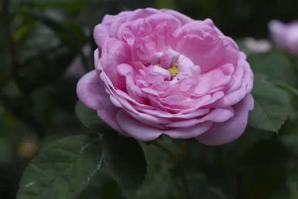 Roses roses dans le jardin — Photo