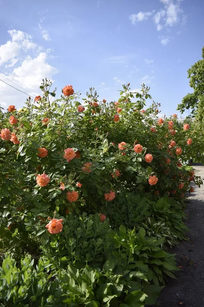 Beautiful peach-colored bush roses with soft blue sky on the background.