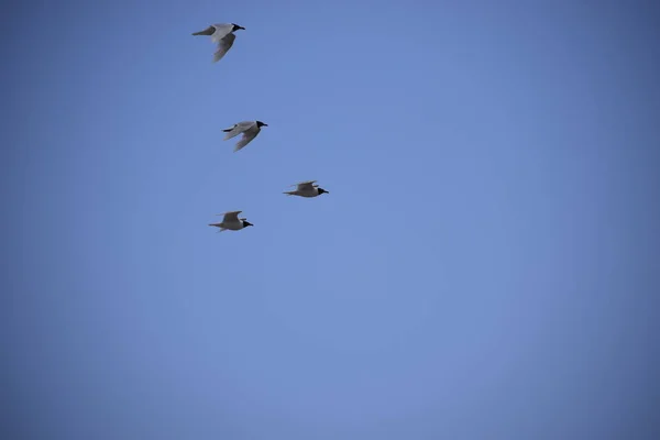 Mavi gökyüzündeki martılar. — Stok fotoğraf