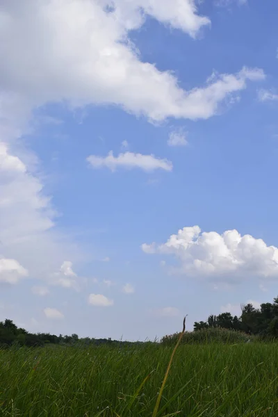 Grama e céu nublado — Fotografia de Stock