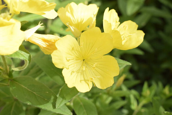 Yellow flowers of perennial enotera close up