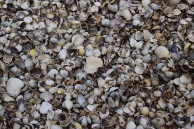 Deniz kabukları arka plan