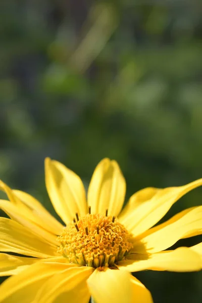 Brillante flor soleada, amarillo, macro , —  Fotos de Stock