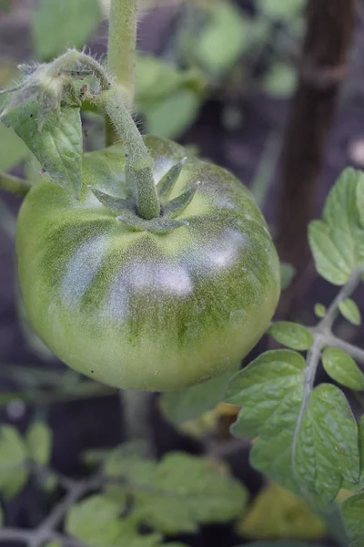 Des tomates vertes. Concept d'agriculture. — Photo