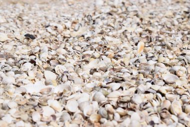 Deniz kabukları arka plan