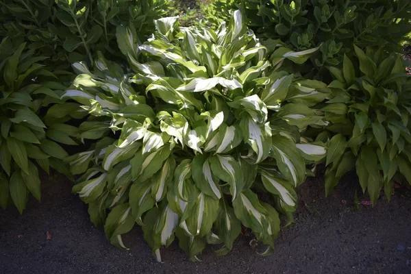 Small hosta patriot in the garden — Stock Photo, Image