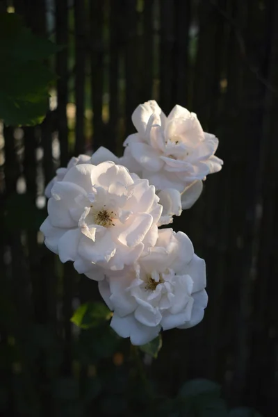 하얀 장미 가 정원에서 — 스톡 사진