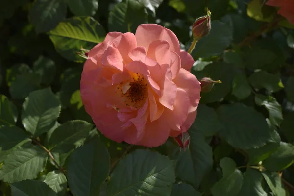 Bush rosa ros på en suddig mörkgrön löv bakgrund i trädgården — Stockfoto