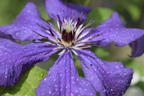 Clematis az esőcseppek. A tavaszi színek — Stock Fotó