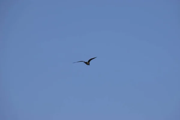 Gaivota no céu azul voando acima do mar . — Fotografia de Stock