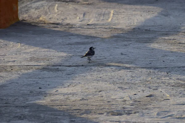 Wagtail blanco en busca de comida —  Fotos de Stock