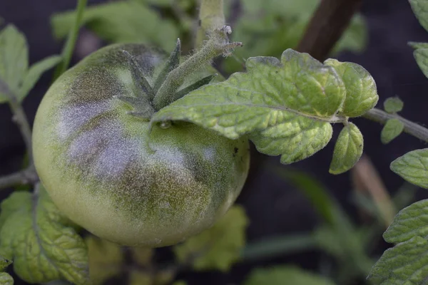 Yeşil domates. Tarım kavramı. — Stok fotoğraf