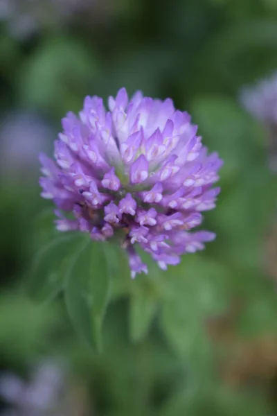Clover or trefoil flower medicinal herbs — Stock Photo, Image