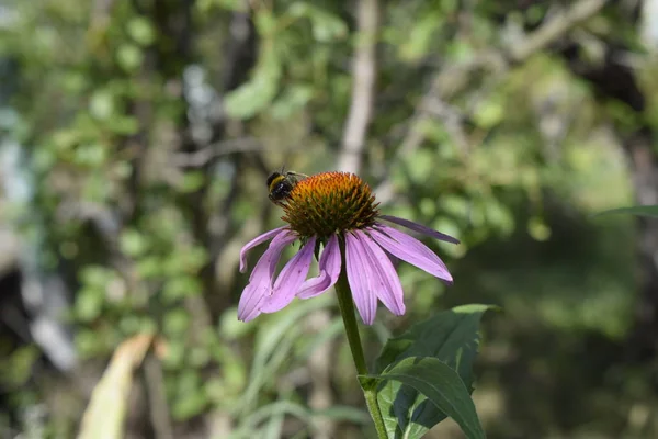 Flor de conejo púrpura, Echinacea purpurea, flor — Foto de Stock