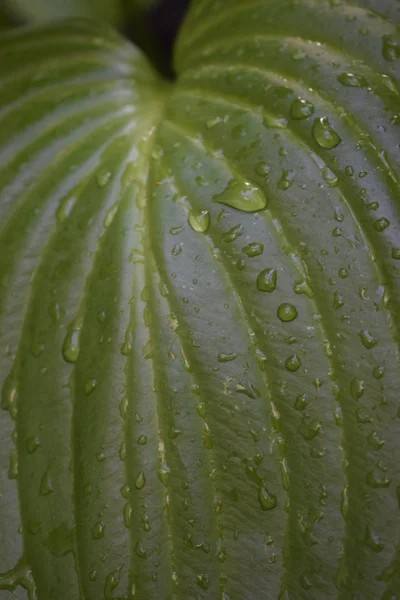 Gyönyörű trópusi hosta levelek csepp vízzel. — Stock Fotó