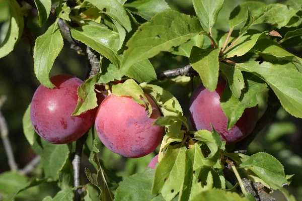Closeup of delicious ripe plums on tree branch in garden — Stock Photo, Image