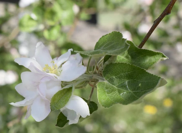 Vackert blommande träd päron på våren. — Stockfoto