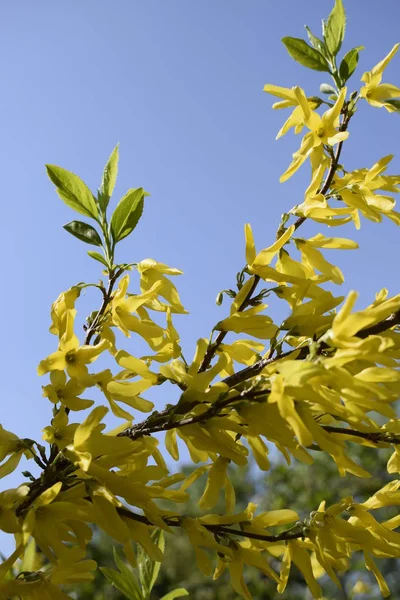Forsythia florece en un día soleado. Naturaleza suave enfoque selectivo fondo borroso —  Fotos de Stock