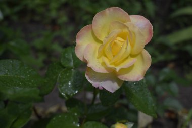 Renk değiştiren çiy damlaları ile gül.