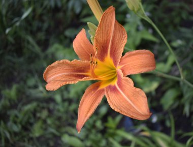 Ateş Zambağı Çiçeği (Lilium bulbiferum)