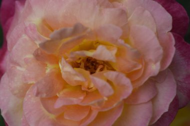 Floribunda, Rose, asil gül