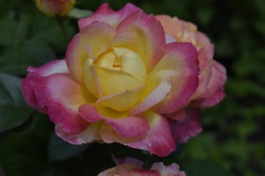 Kırmızı, sarı, turuncu ve pembe ile çok renkli güller