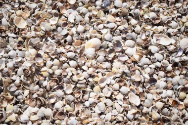 Deniz kabukları arka plan