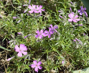 Stiloid phlox. Bahçede küçük parlak mor bahar çiçekleri yakın.