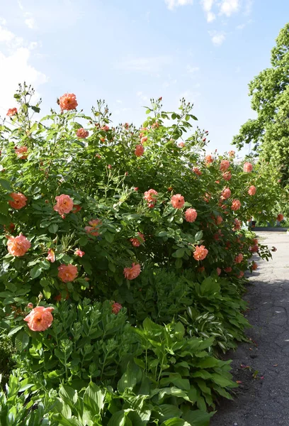 Beautiful peach-colored bush roses with soft blue sky on the background.