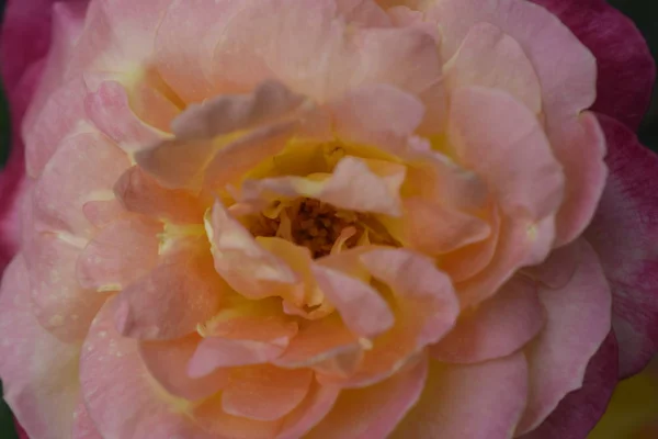 Floribunda, Rose, szlachetna róża — Zdjęcie stockowe