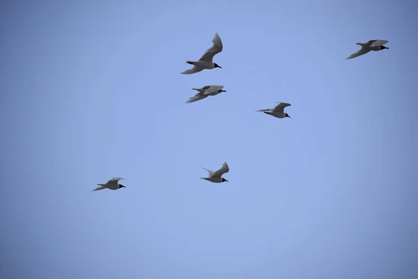 Чайки в блакитному небі . — стокове фото