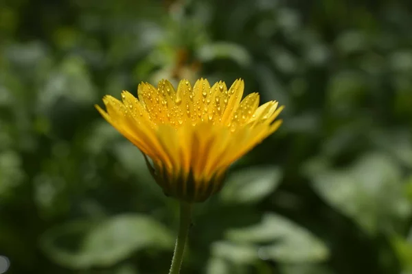 Calendula blommar i trädgården. Gul Calendula — Stockfoto